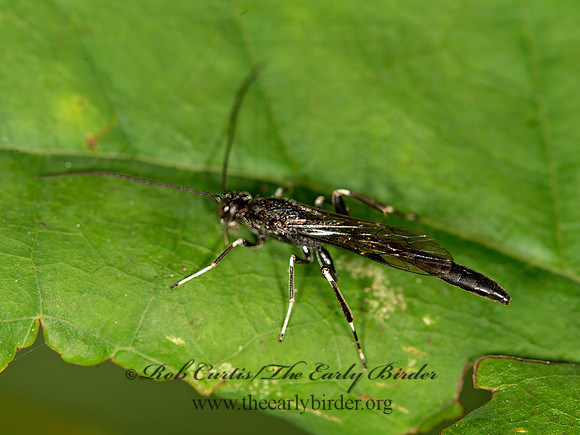 Ichneumonidae  B&W  ICHNEUMON 1 9041300z