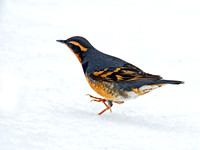 Ixoreus naevius VARIED THRUSH 9007182z