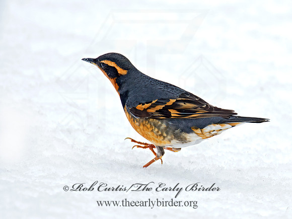 Ixoreus naevius  VARIED THRUSH 9007182z
