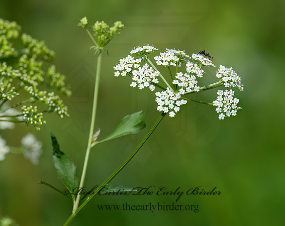Cicuta maculata  SPOTTED WATER HEMLOCK 9014532z