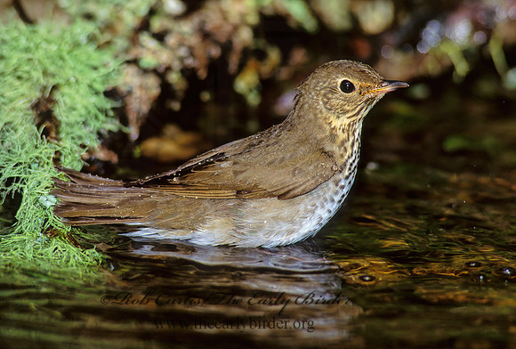 Catharus ustulatus  SWAINSON'S THRUSH 165718z