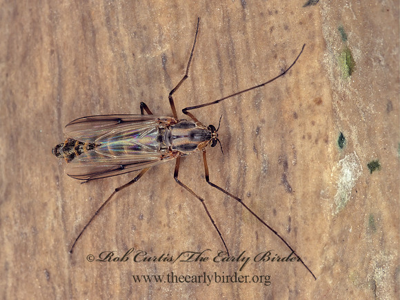 Glyptotendipes  NON-BITING MIDGE 1287523 z