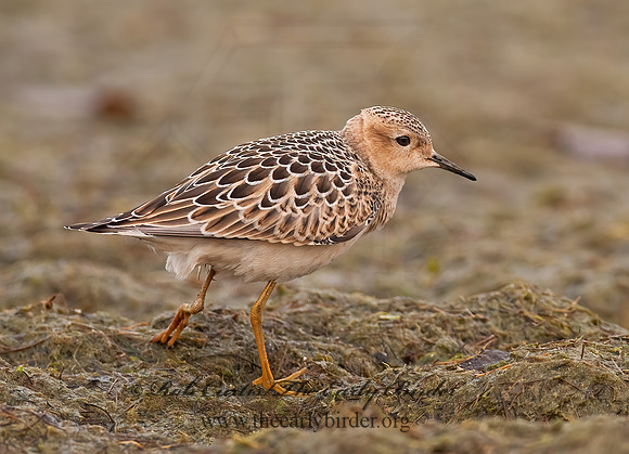 Calidris subruficollis  BUFF-BREASTED SANDPIPER 7017917z