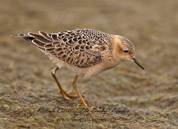 Calidris subruficollis  BUFF-BREASTED SANDPIPER 7017920z