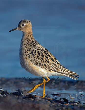 Calidris subruficollis  BUFF-BREASTED SANDPIPER 9002054z