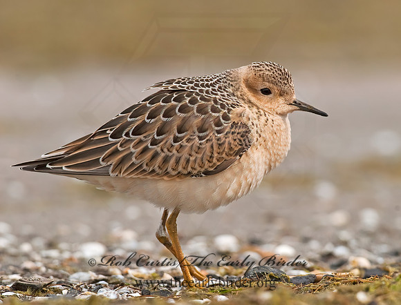 Calidris subruficollis  BUFF-BREASTED SANDPIPER 7017930z