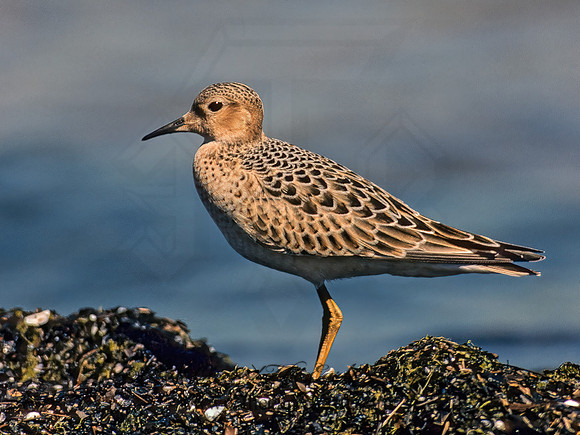 Calidris subruficollis  BUFF-BREASTED SANDPIPER 138808z