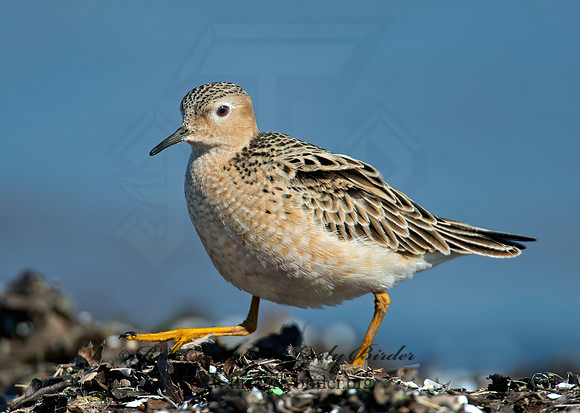 Calidris subruficollis  BUFF-BREASTED SANDPIPER 9002116z