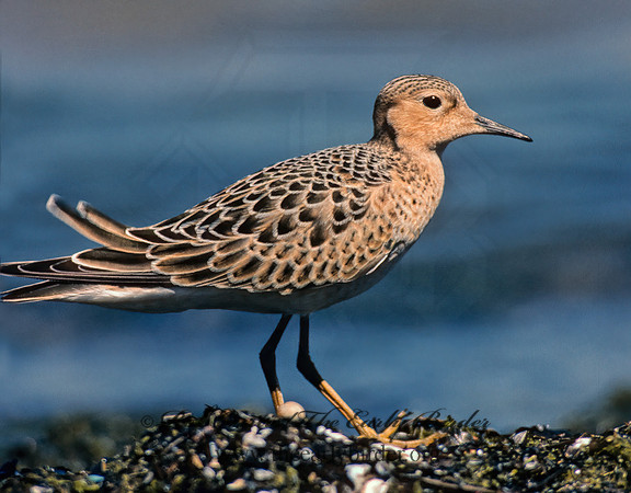 Calidris subruficollis  BUFF-BREASTED SANDPIPER 138818z