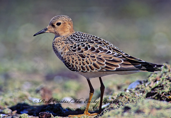 Calidris subruficollis  BUFF-BREASTED SANDPIPER 136129z