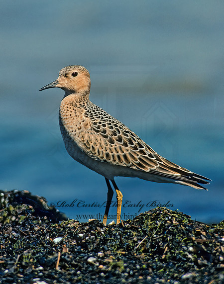 Calidris subruficollis  BUFF-BREASTED SANDPIPER 138804z