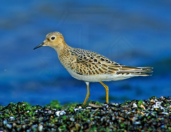 Calidris subruficollis  BUFF-BREASTED SANDPIPER 136201z