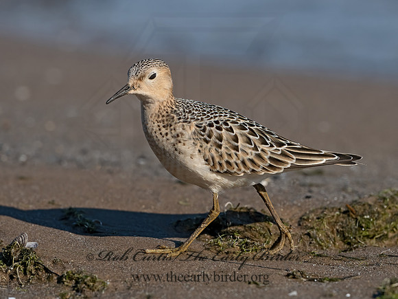 Calidris subruficollis  BUFF-BREASTED SANDPIPER 3042099z