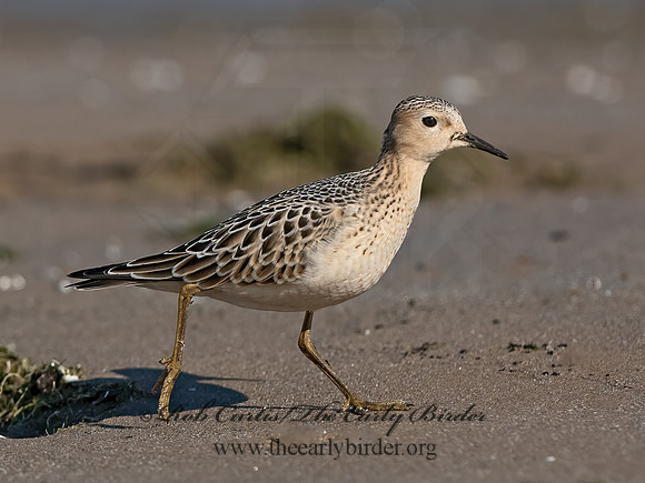 Calidris subruficollis  BUFF-BREASTED SANDPIPER 3042063z