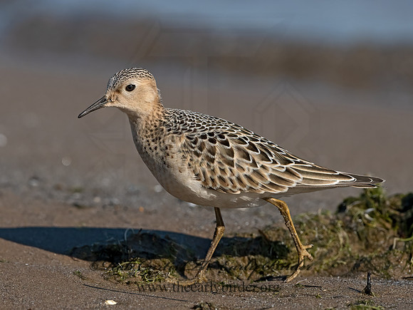 Calidris subruficollis  BUFF-BREASTED SANDPIPER 3042098z