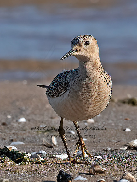 Calidris subruficollis  BUFF-BREASTED SANDPIPER 6041185z