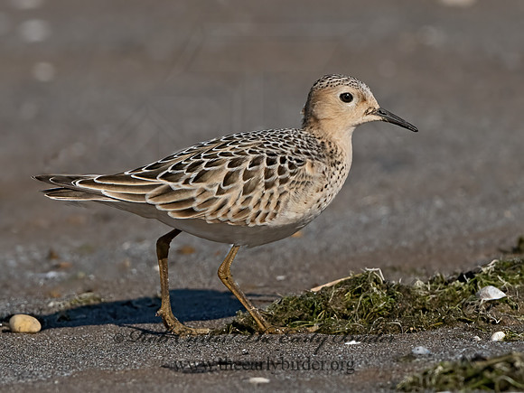 Calidris subruficollis  BUFF-BREASTED SANDPIPER 3042070z