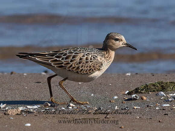 Calidris subruficollis  BUFF-BREASTED SANDPIPER 6041181z