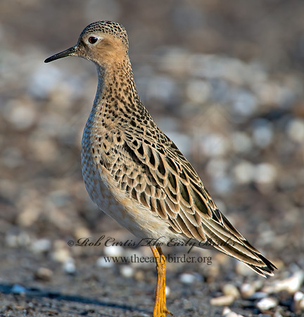 Calidris subruficollis  BUFF-BREASTED SANDPIPER 9002057z