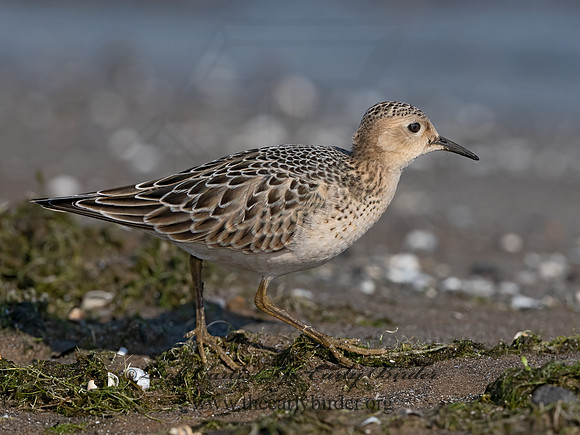 Calidris subruficollis  BUFF-BREASTED SANDPIPER 3042146z
