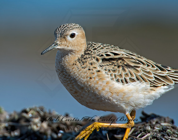 Calidris subruficollis  BUFF-BREASTED SANDPIPER 9002120z
