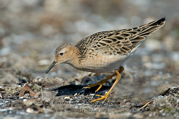 Calidris subruficollis  BUFF-BREASTED SANDPIPER 9002104z