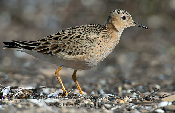 Calidris subruficollis  BUFF-BREASTED SANDPIPER 9002095z