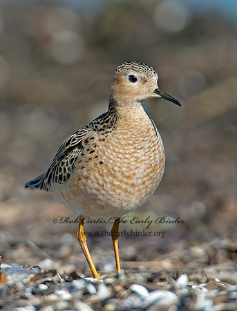 Calidris subruficollis  BUFF-BREASTED SANDPIPER 9002091z