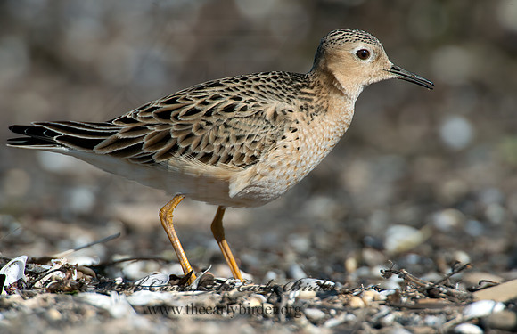 Calidris subruficollis  BUFF-BREASTED SANDPIPER 9002094z