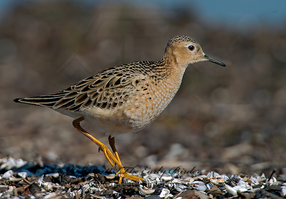 Calidris subruficollis  BUFF-BREASTED SANDPIPER 9002090z