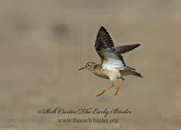 Calidris subruficollis  BUFF-BREASTED SANDPIPER 9002086z