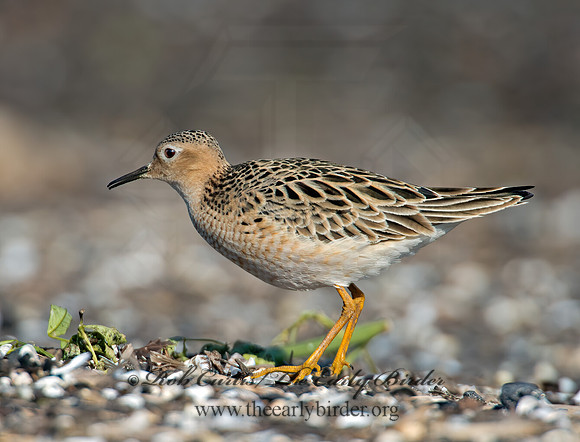 Calidris subruficollis  BUFF-BREASTED SANDPIPER 9002082z