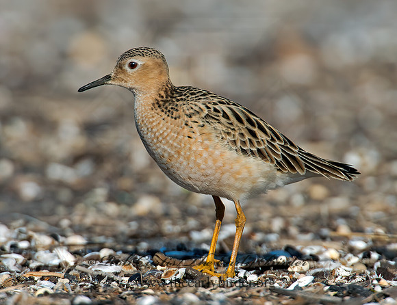Calidris subruficollis  BUFF-BREASTED SANDPIPER 9002075z