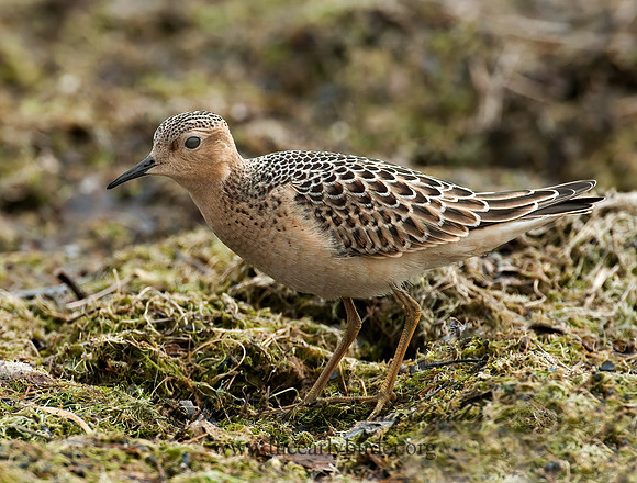 Calidris subruficollis  BUFF-BREASTED SANDPIPER 3009569z
