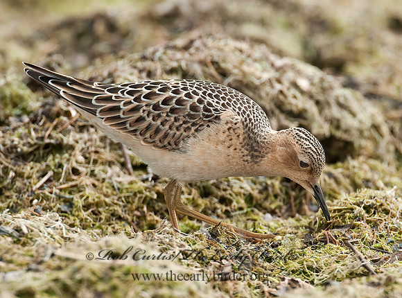 Calidris subruficollis  BUFF-BREASTED SANDPIPER 3009565z