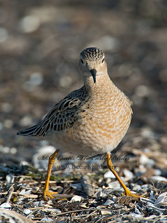Calidris subruficollis  BUFF-BREASTED SANDPIPER 9002058z