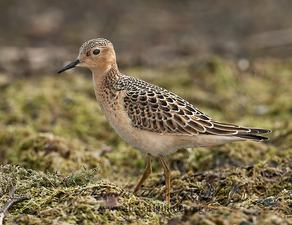 Calidris subruficollis  BUFF-BREASTED SANDPIPER 3009564z