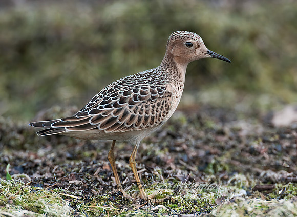 Calidris subruficollis  BUFF-BREASTED SANDPIPER 3009562z