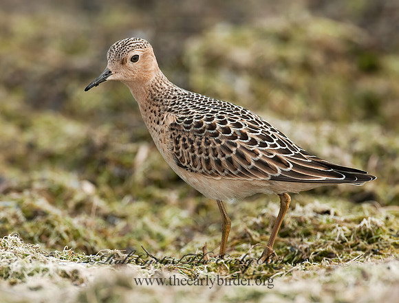 Calidris subruficollis  BUFF-BREASTED SANDPIPER 3009559z