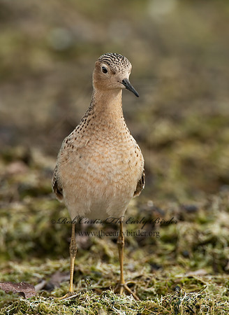 Calidris subruficollis  BUFF-BREASTED SANDPIPER 3009554z