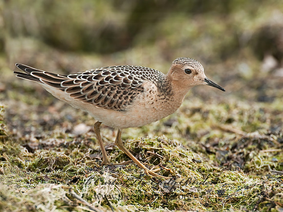 Calidris subruficollis  BUFF-BREASTED SANDPIPER 3009556z