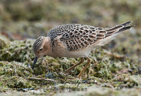 Calidris subruficollis  BUFF-BREASTED SANDPIPER 3009543z