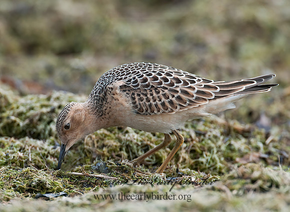 Calidris subruficollis  BUFF-BREASTED SANDPIPER 3009542z