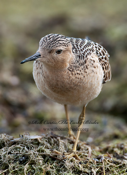 Calidris subruficollis  BUFF-BREASTED SANDPIPER 3009540z