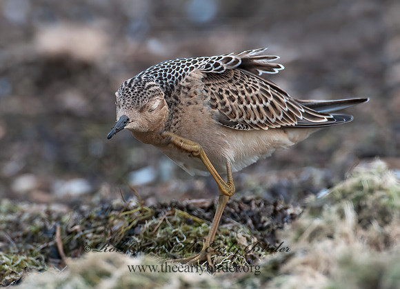 Calidris subruficollis  BUFF-BREASTED SANDPIPER 3009536z