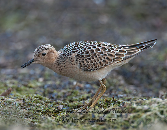 Calidris subruficollis  BUFF-BREASTED SANDPIPER 3009531z