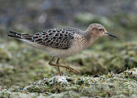 Calidris subruficollis  BUFF-BREASTED SANDPIPER 3009528z