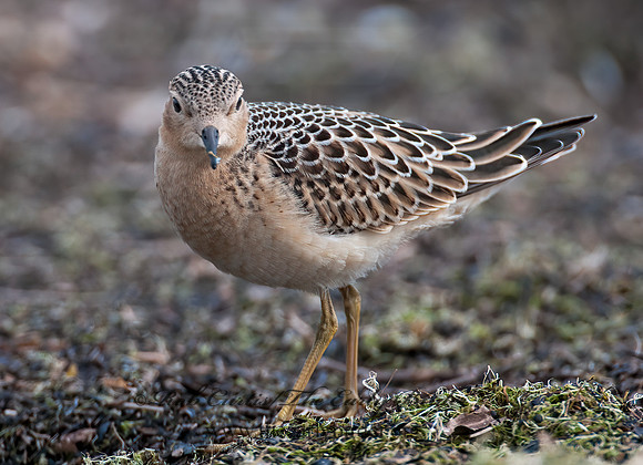 Calidris subruficollis  BUFF-BREASTED SANDPIPER 3009521z