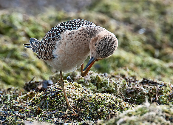 Calidris subruficollis  BUFF-BREASTED SANDPIPER 3009502z