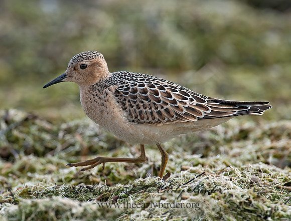 Calidris subruficollis  BUFF-BREASTED SANDPIPER 3009506z